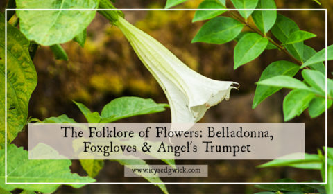 If you grow deadly nightshade, foxgloves or angel's trumpet, you might be interested in some of their associated folklore! Click here to read more.