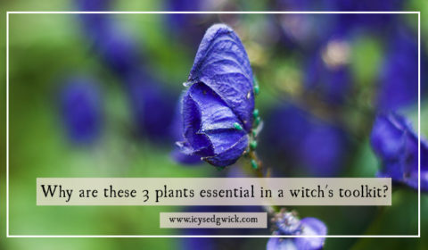 Toxic plants have interesting folklore, but find out why henbane, wolfsbane and mandrake are an essential part of any witch's pantry!