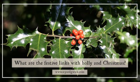 Holly and Christmas go together like bacon and eggs...but where did the links first come from? And who is the Holly King, who must battle the Oak King?