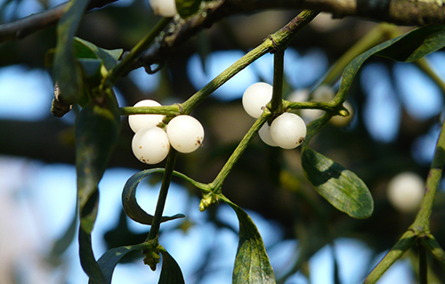 mistletoe