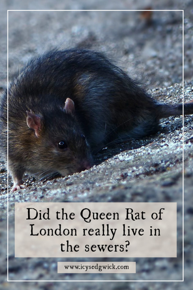 Sewers are never a fun place to be. But it's worse if you're worried you might fall prey to the Queen Rat of London. Find out who - and what - she is.