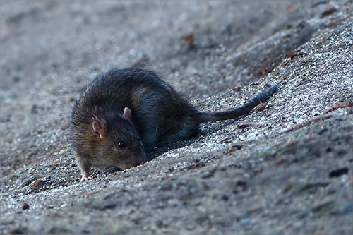 Sewers are never a fun place to be. But it's worse if you're worried you might fall prey to the Queen Rat of London. Find out who - and what - she is.