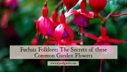 The humble fuchsia is a beautiful flower in many British gardens. What folklore and legends surround these wonderful plants? Click here to find out.