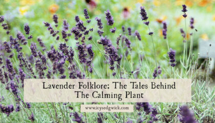 Lavender is a popular plant, with a range of medicinal uses. But what are the legends and folklore behind this calming purple plant? Click here to find out.