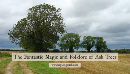 Ash trees have links with the Nordic world and the folklore of Ireland and Britain. But why are they so magical and what are their links with healing? Click here to learn more.