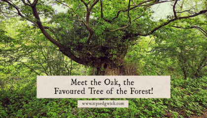 The oak tree is pretty synonymous with the English landscape, from the National Trust logo to the Major Oak that sheltered Robin Hood. Click here to learn more about this awesome tree.