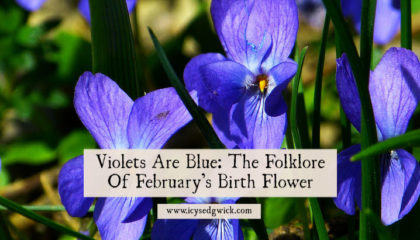 Violets are February's birth flower. But what other folklore and legends surround this shy little flower? Click here to find out.