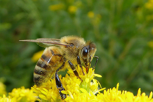 An image of a honey bee, gathering nectar. Bees hold an important place in folklore.