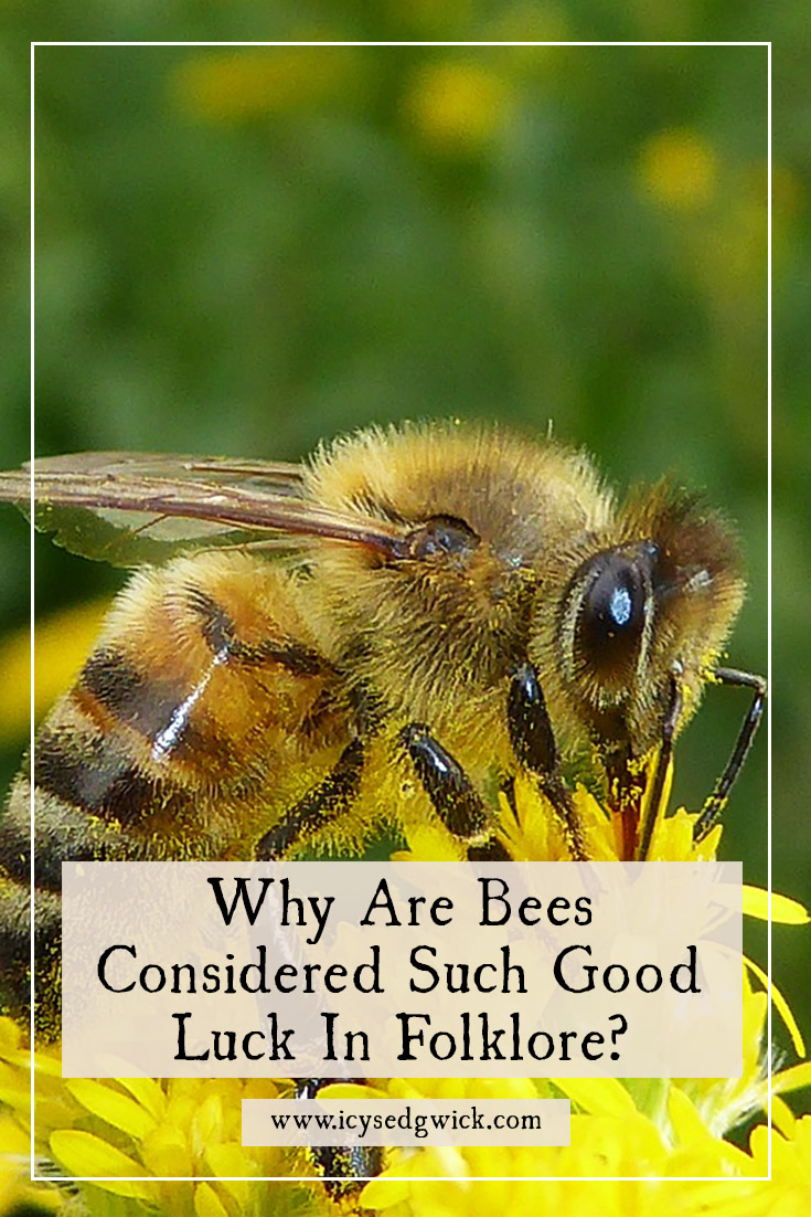 Bees hold an important place in folklore, representing a range of positive associations. But why are they considered symbols of good luck? Find out here.