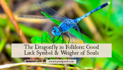 The dragonfly is at once a symbol of prosperity and good luck, and also an evil omen. Learn more of the regional differences in dragonfly folklore.