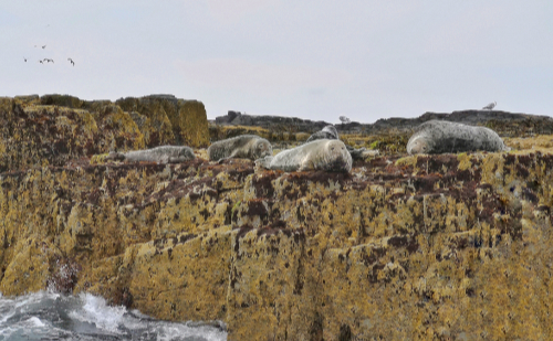 An image of the Farne Island seals.