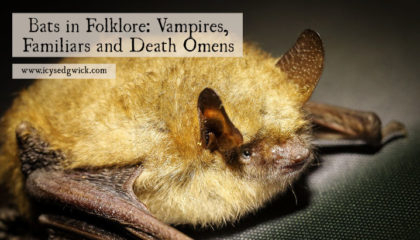 Bats are fascinating creatures and they're helpful to humans. But they fall foul of old folklore and superstitions about them. Click here to learn more.