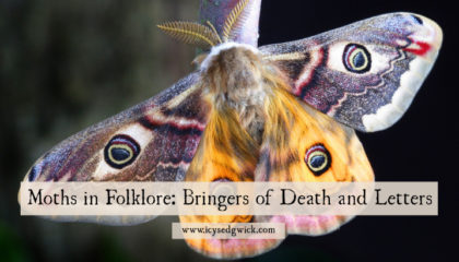 Moths are the darker twin of the butterfly, representing death, bad omens, and...getting letters! They're also linked to urban legends through the figure of the Mothman. But is their creepy reputation deserved? Click here to learn more about moth superstitions and folklore.