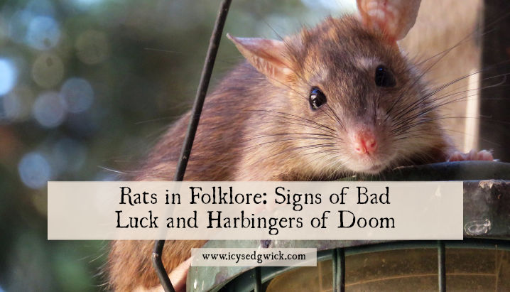 Rats in Folklore: Signs of Bad Luck and Harbingers of Doom Rats in Folklore: Signs of Bad Luck and Harbingers of Doom
