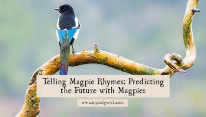 We've all heard some variation on the magpie rhymes that predict the future by counting birds. But why are magpies associated with bad luck?