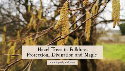 Hazel trees appear as magical trees in both myth and legend. Learn how they were used for divination, magic, and protection from disaster!