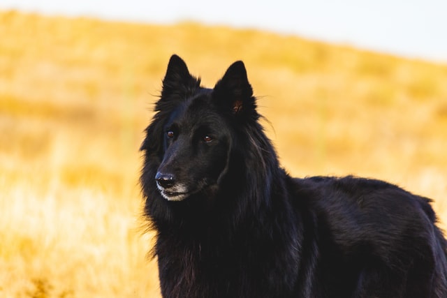 An image of a black dog with long hair.