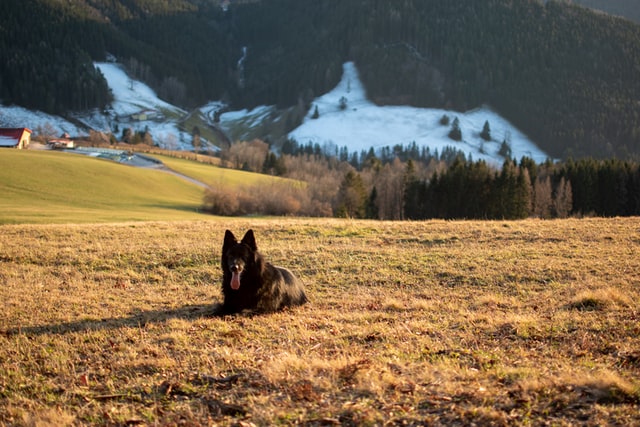 An image of a black dog in a field.