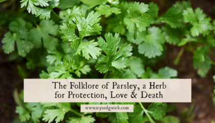 Parsley has links with death dating to ancient Greece. How is it also linked to both love magic and protection? Find out more here!