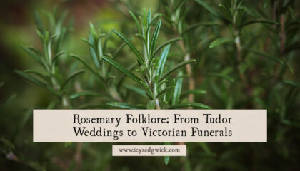 Rosemary appears in folklore to aid remembrance, love divination, mourning, and protection from evil. Learn how to use it here!