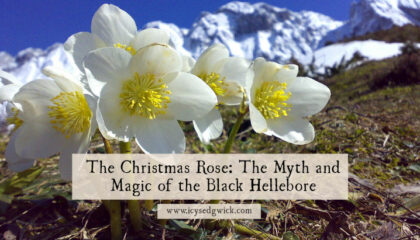 The Christmas Rose is not a rose, and nor is it a festive plant...it's a black hellebore! How does it appear in magic, medicine, and malice?