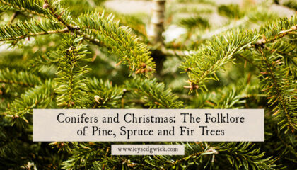 What is the folklore linked with conifers? How do they appear in protective magic? And what is their link with Christmas? Find out here!