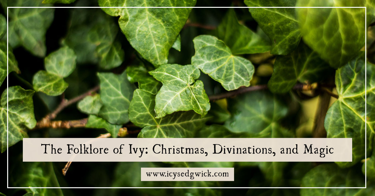 English Ivy Symbolism, Traditions, and Mythology