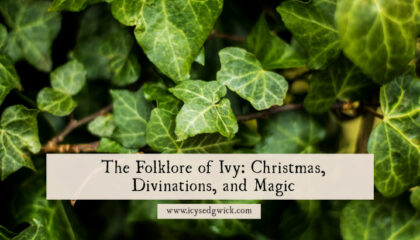 Many plants are linked with Christmas, including ivy. What is the folklore of this climbing plant? How is it used in magic? Let's find out!