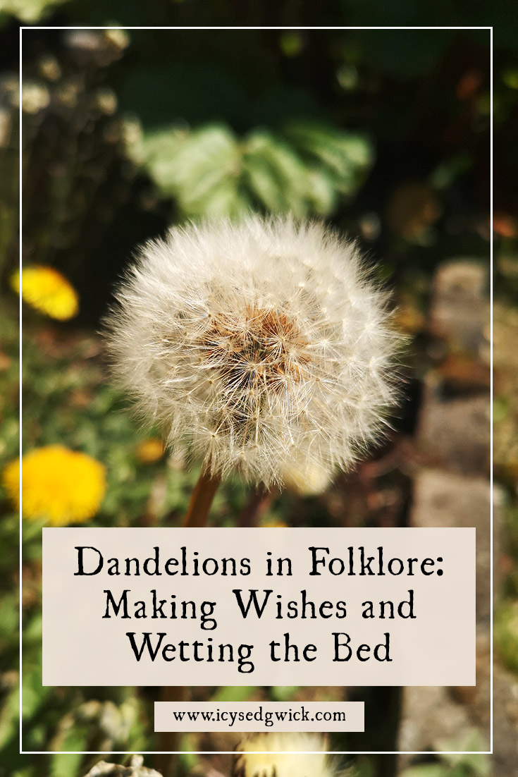 Many consider dandelions to be weeds. Find out how we can use these helpful plants to make wishes, cure warts, and predict the weather!