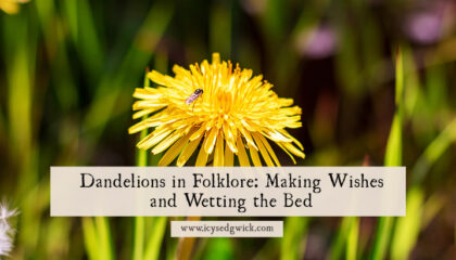 Many consider dandelions to be weeds. Find out how we can use these helpful plants to make wishes, cure warts, and predict the weather!