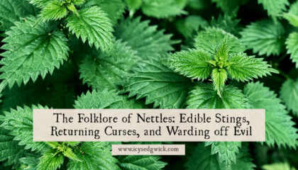 Nettles are unloved due to their sting, but they offer a range of medicinal, magical and culinary benefits. Click here to learn more.
