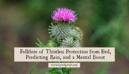 Find out how thistles can banish evil, drive away gloomy thoughts, and protect your home!